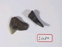 藏品(魚類牙齒化石)的圖片